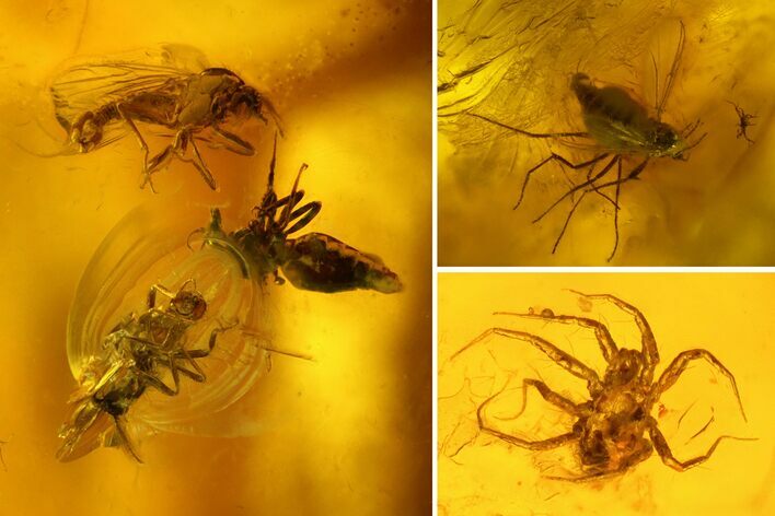 Fossil Flies (Diptera) and a Mite (Acari) in Baltic Amber #159772